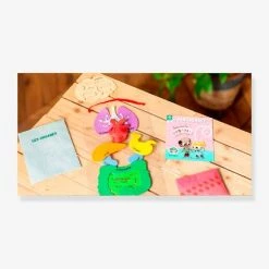 Kit Collector Les Organes Du Corps 3/7 Ans PANDACRAFT Violet - Pandacraft -vertbaudet shop kit collector les organes du corps 37 ans pandacraft 4